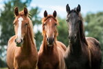 Čie sú to kone, koníky - kone na dvore...