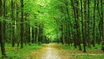 Zdravý les pre zdravých ľudí