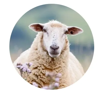 Od ovečky k ponožke