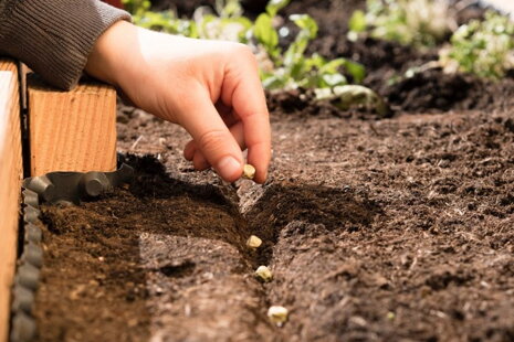 Malé rúčky sadia hrášok