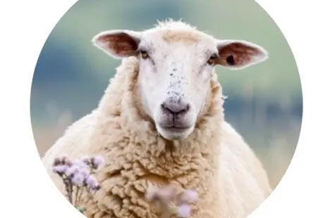 Od ovečky k ponožke