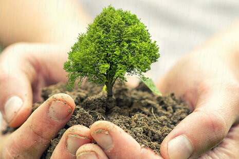 A takto sme spolu zasadili stromčeky 