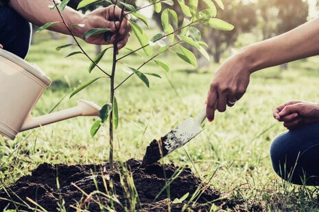 Sadenie stromčekov- Plantex 